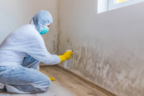 Licensed Black Mold Removal service in Great Mills, MD - WQB Mold Removal