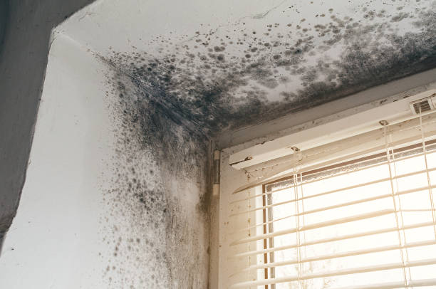 Affordable Black Mold Removal solutions in Great Mills, MD